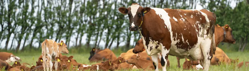 RDM Køer Og Kalve