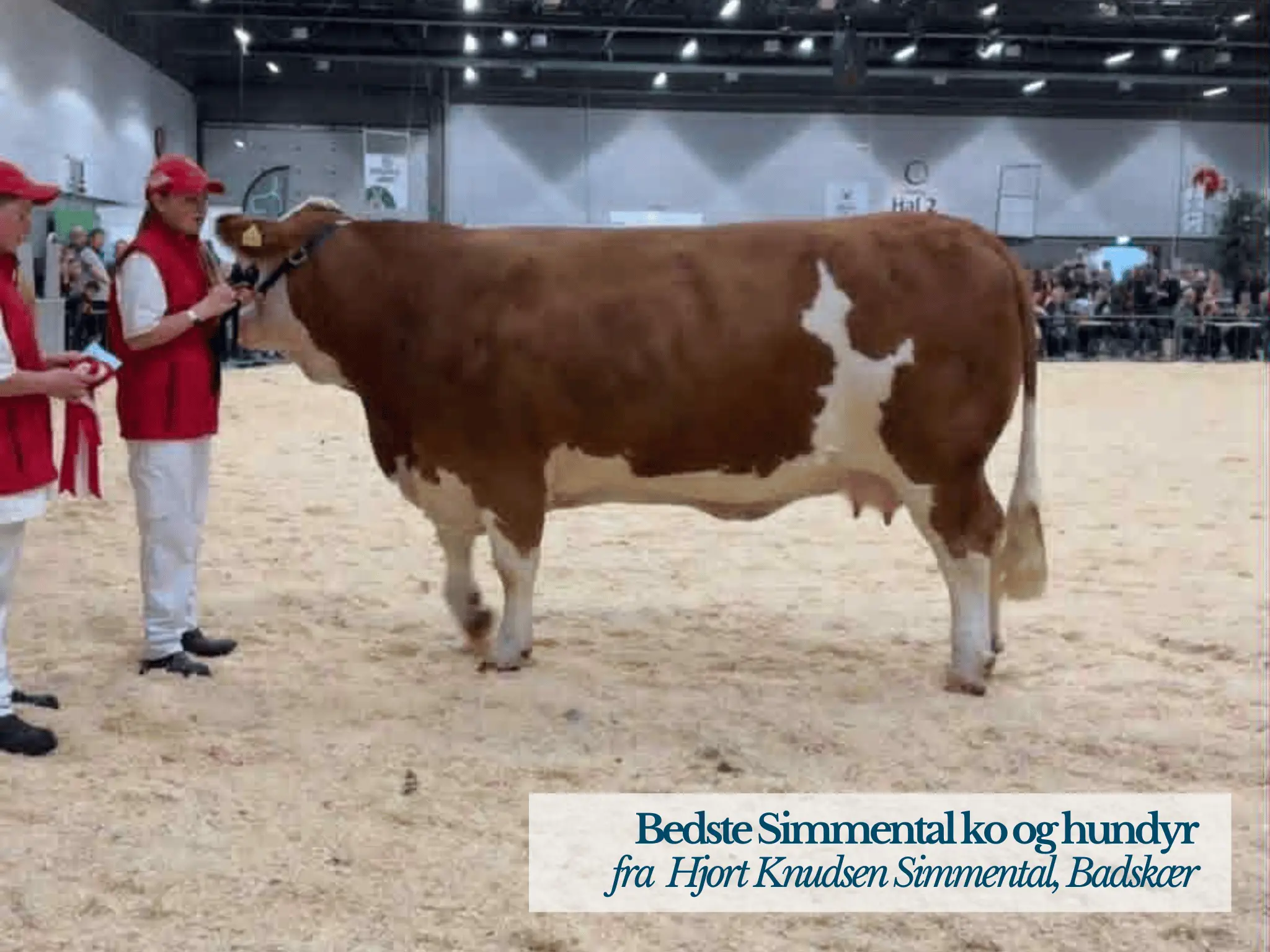 Bedste Simmental Ko Og Hundyr