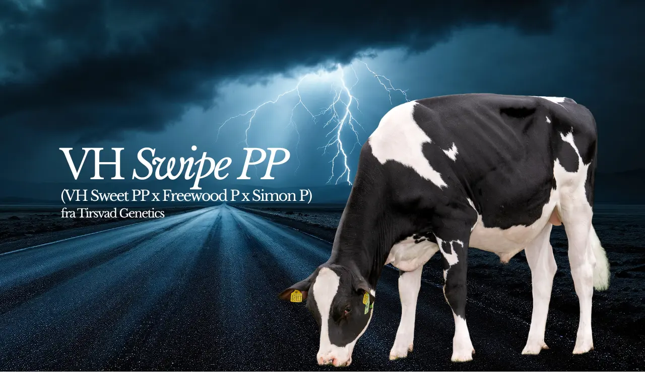 VH Swipe PP Fra Tirsvad Holstein, Frugtbarhed Og Klovsundhed I Top Samt Mindre Krydshøjde