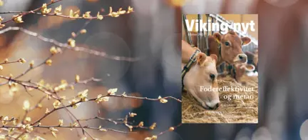 Forsiden Af Vikingnyt Med To Jerseykøer Der Spiser