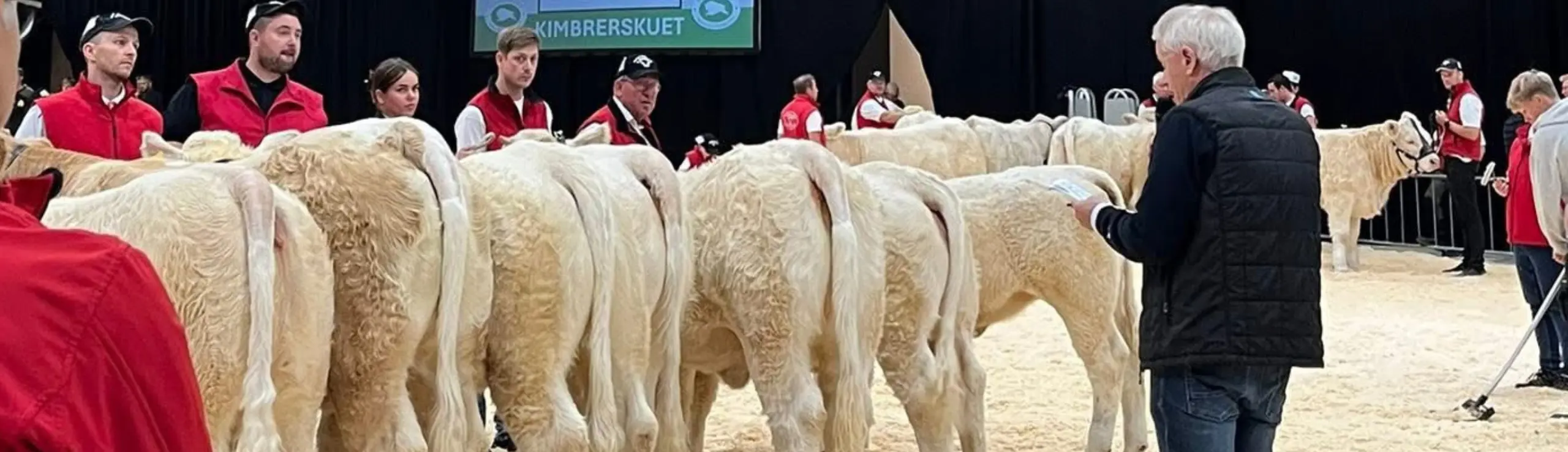 Bedømmelse Af Kødkvæg På Kimbrerskuet