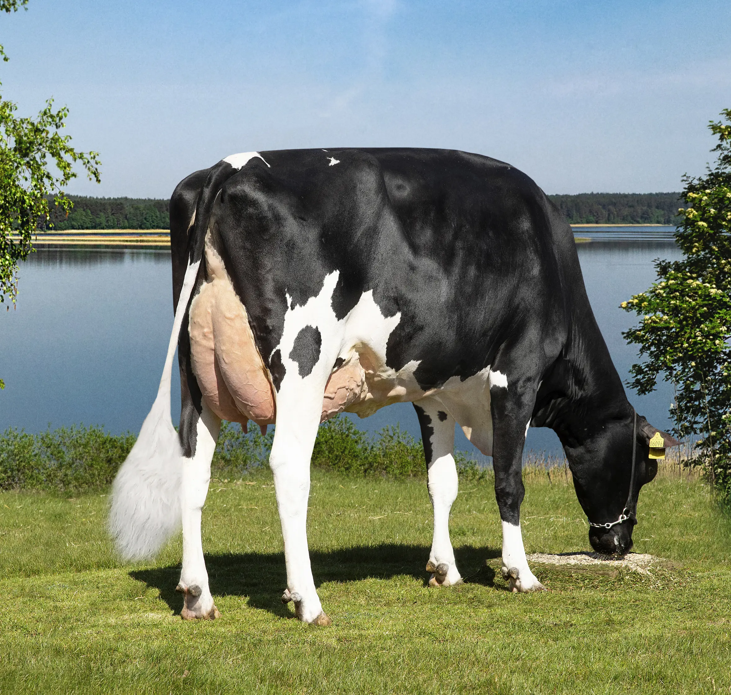 VH Brixton Daughter No 57259 Torben Thorsen, Vinderup