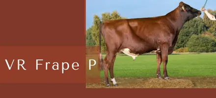 ARTICLE ENTRY TYR (17)