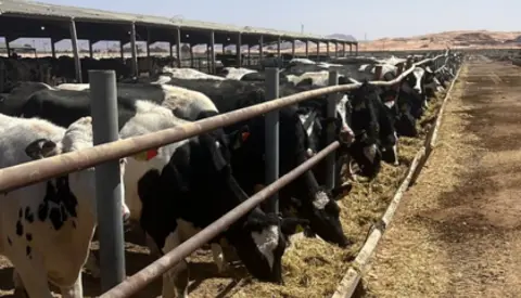 Danske Holsteinkvier I Jordan