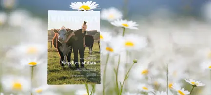 Nanna Og Kødkvæg På Baggrund Med Tusindfryd Blomster (1)