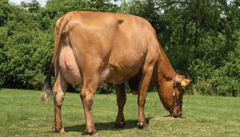 VR Vilperi Daughter No 19629 6212 From Jacob Serup Pedersen Aarup