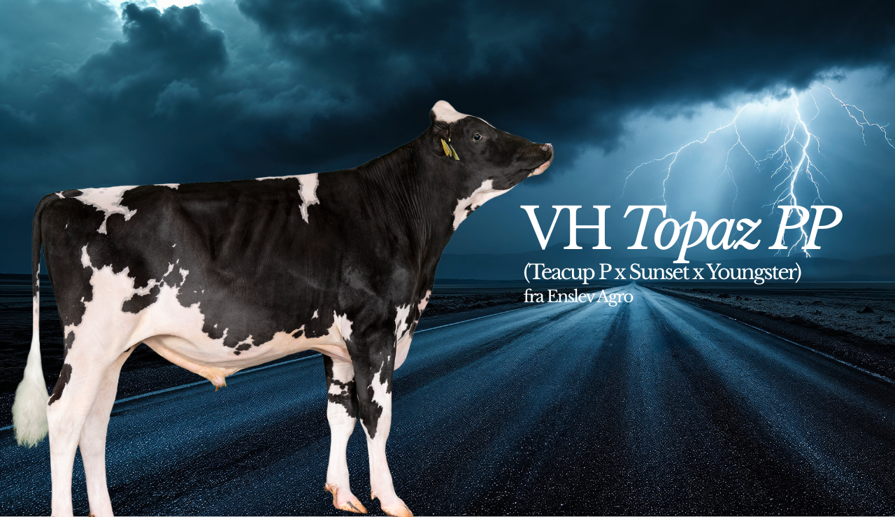VH Topaz PP Fra Enslev Agro , Ydelse Og Holdbarhed I Top Samt Afbalanceret Krop