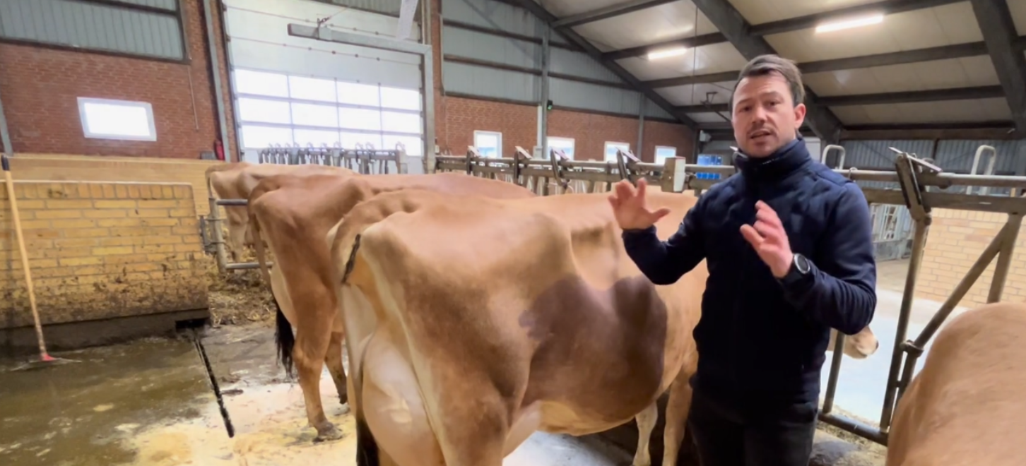 Tre tyremødre fra Adelgaard Jersey