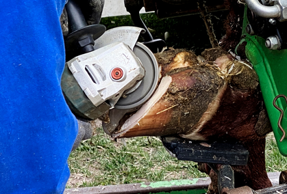 Reference Veterinær