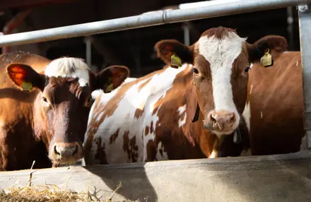 Køer På Række