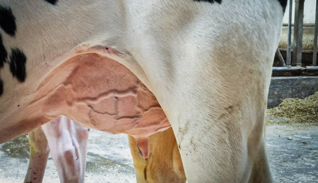 VH Swish Datter Yver