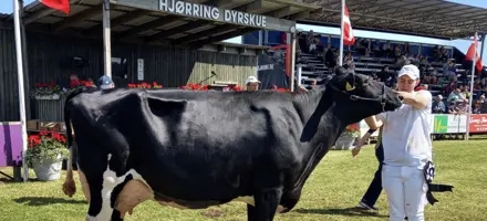 Bedste Ældre Holstein, Dyrskue I Hjørring
