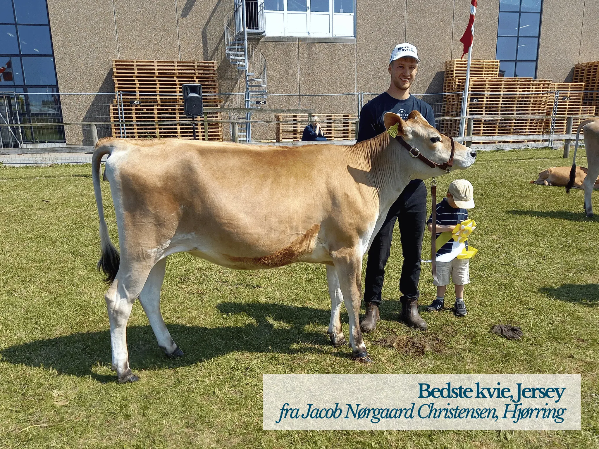 Bedste Kvie Jersey, Hjørring Dyrskue