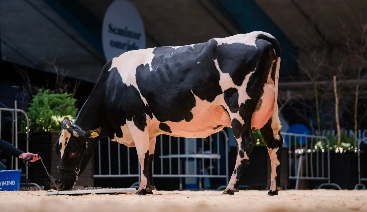 VH Brooklyn Datter (Golden Cross) Fra Lars Bo Larsen2