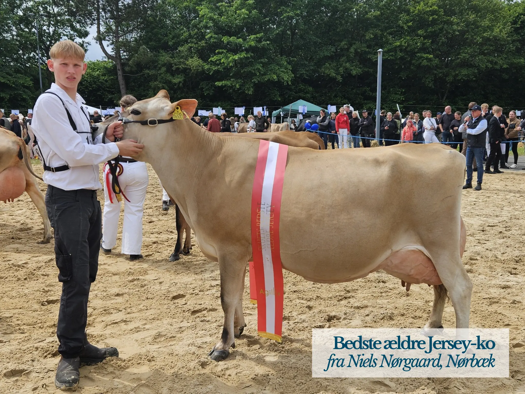 Bedste Ældre Jersey Ko, Hobro Dyrskue