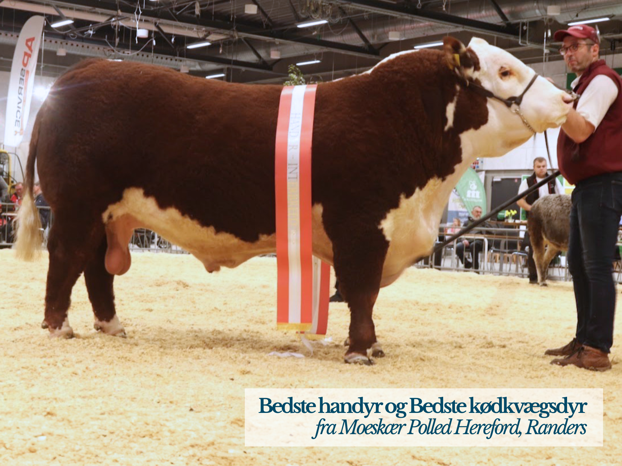 Bedste Handyr Kødkvægskuet 2026