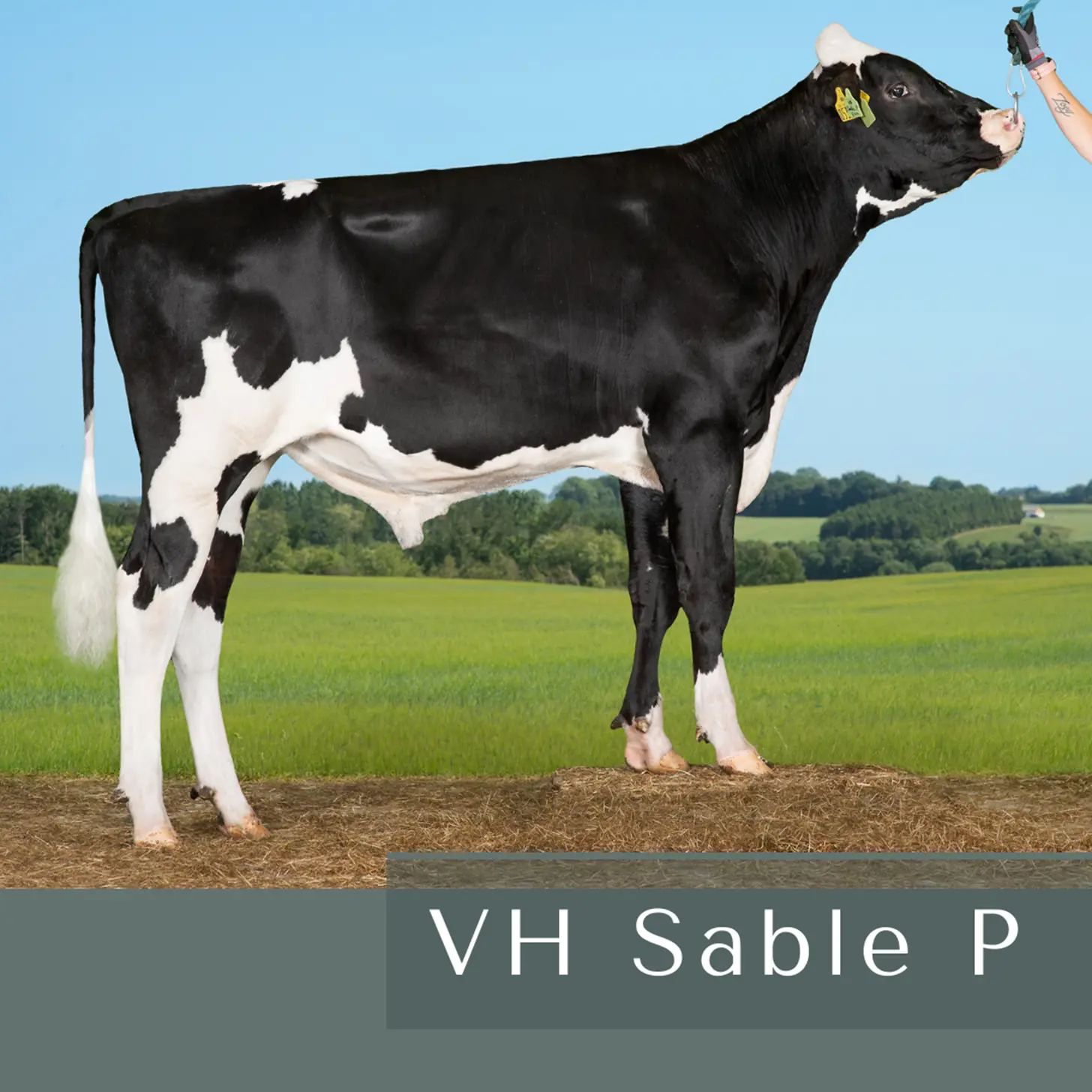 VH Sable P