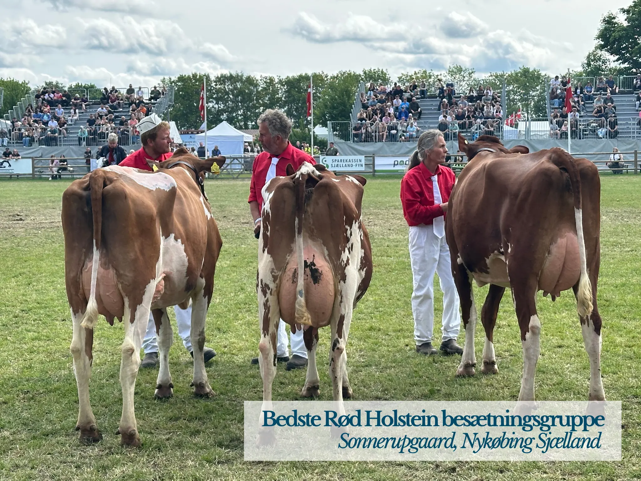 Bedste Rød Holstein Besætningsgruppe