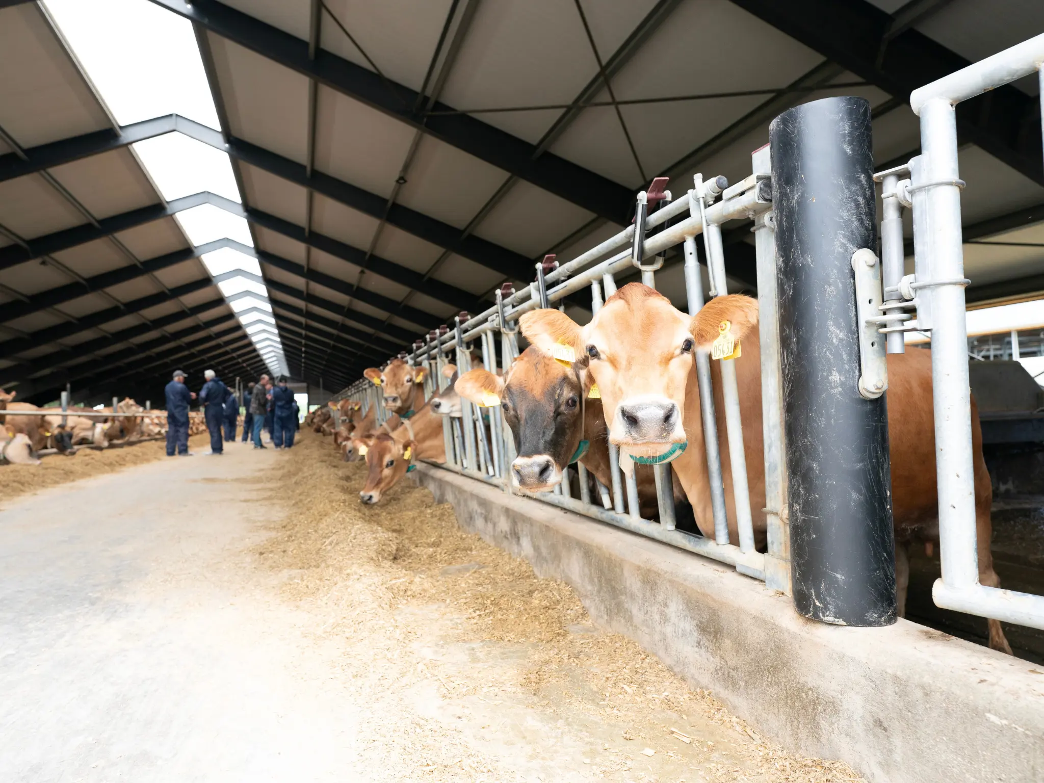 Jersey Verdenskongres 9