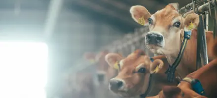 Alle Tre Racer Får Mulighed For At Udvælge Dyr Med Et Højt Metanindeks, Hvilket Svarer Til Lavere Metanproduktion.