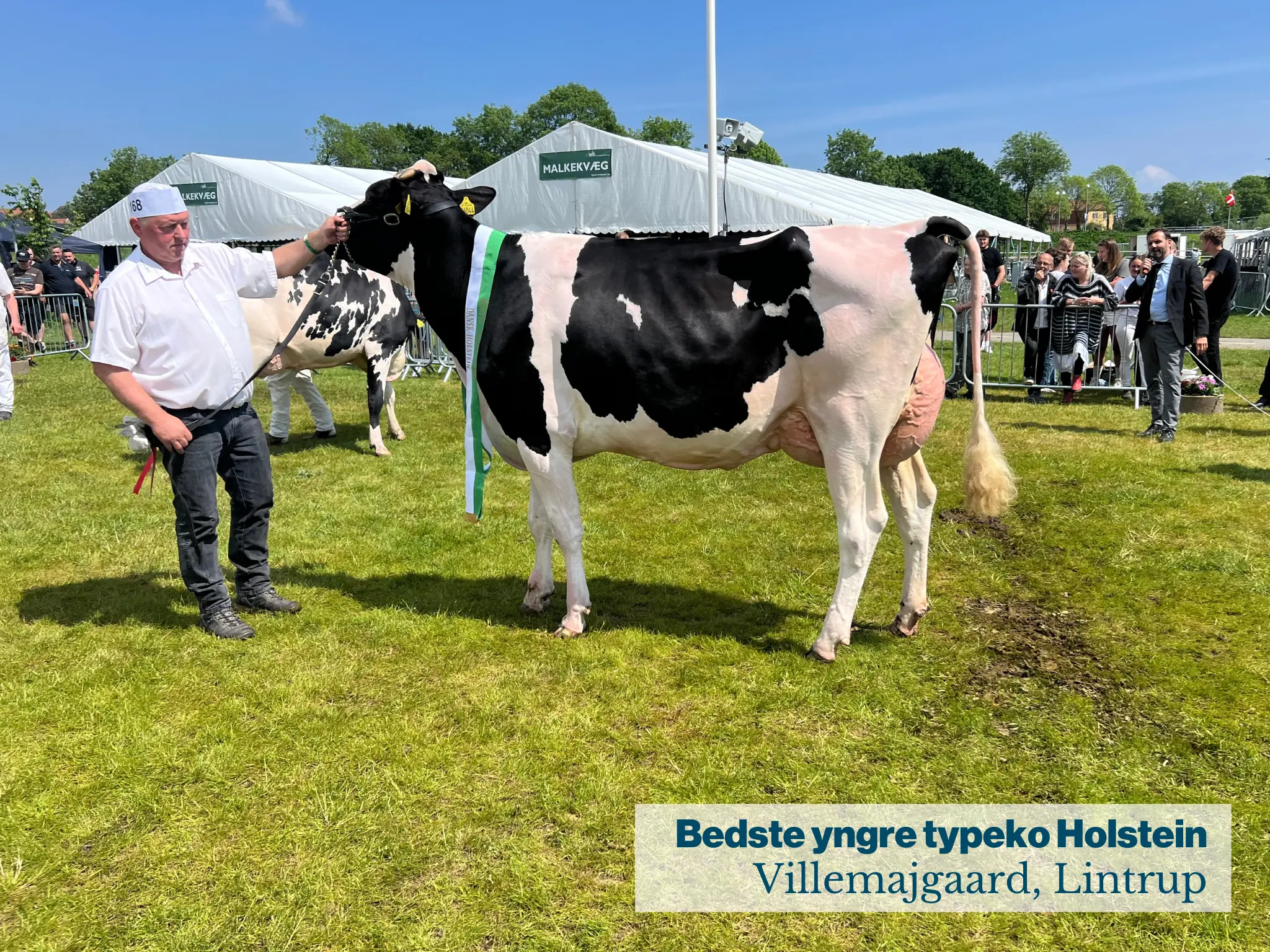 Bedste yngre typeko Holstein