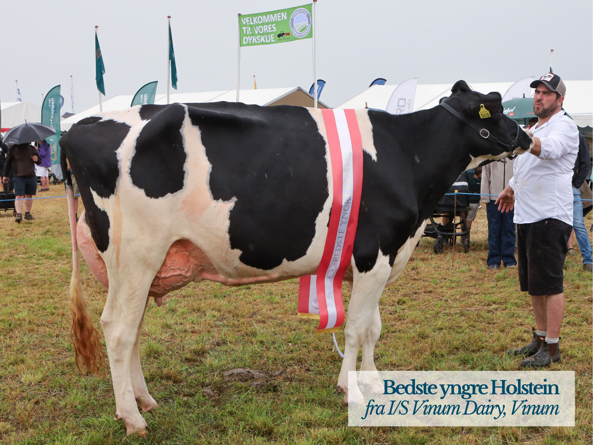 Bedste Yngre Holstein Fra IS Vinum Dairy Ved Skærbæk