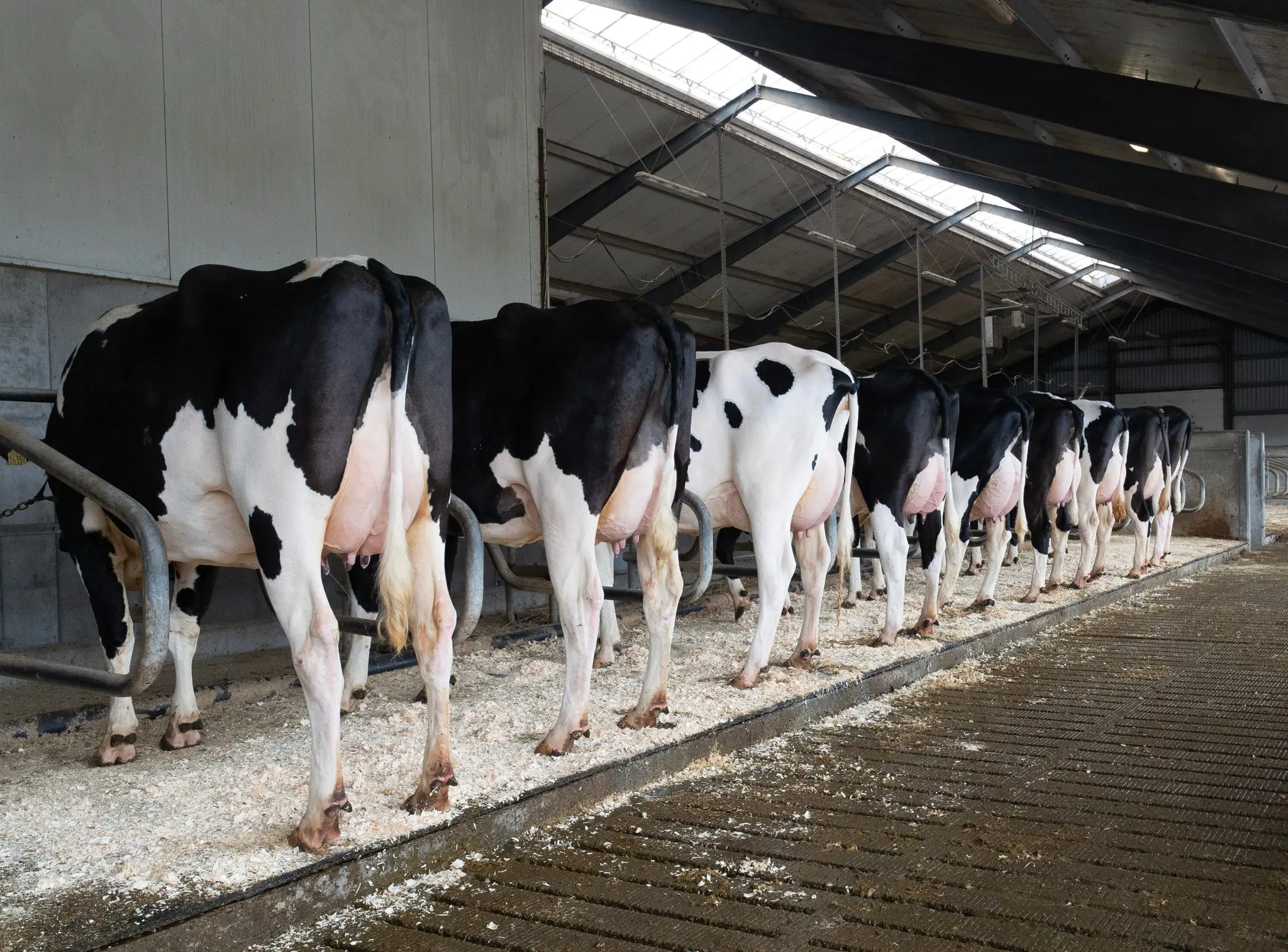 Ræ𝘬𝘬𝘦 𝘮𝘦𝘥 9 𝘥𝘺𝘳. A𝘭𝘭𝘦 𝘢𝘧𝘬𝘰𝘮 𝘦𝘧𝘵𝘦𝘳 𝘝𝘏 𝘵𝘺𝘳𝘦