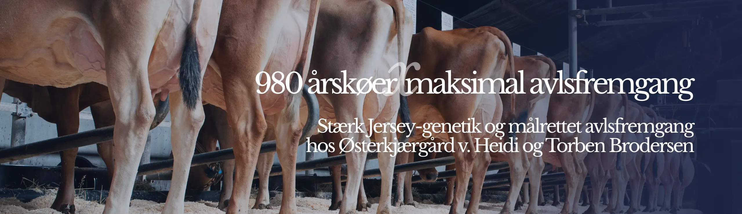 Stærk Jersey Genetik Og Molrettet Avlsfremgang Hos Østerkjærgård Ved Heidi Og Torben Brodersen