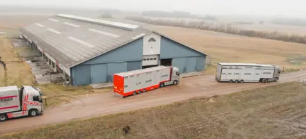 Lastbiler Afhenter Holstein Kvier I Varde