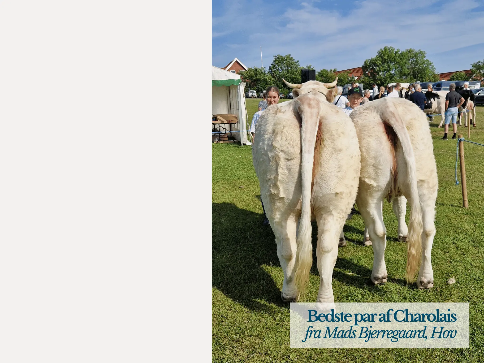 Bedste Par Kødkvæg, Thy Mors Dyrskue 2025