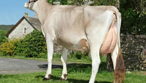 Histoire Fr1213001709 Huxoy M Gaec Chayrgues 12 Severac D Aveyron 3 4 Arrire Tte Haute Hd Srgb Web