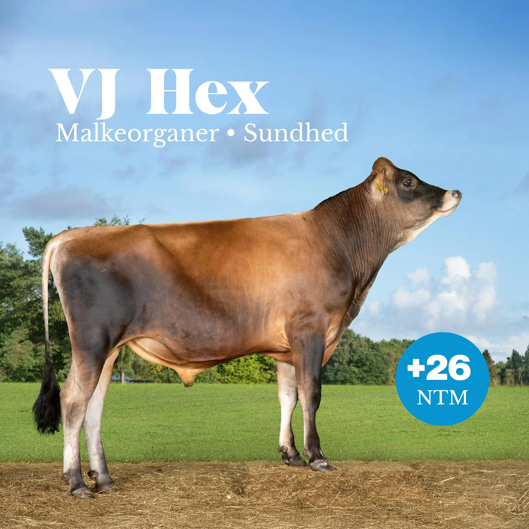 VJ Hex +26 NTM