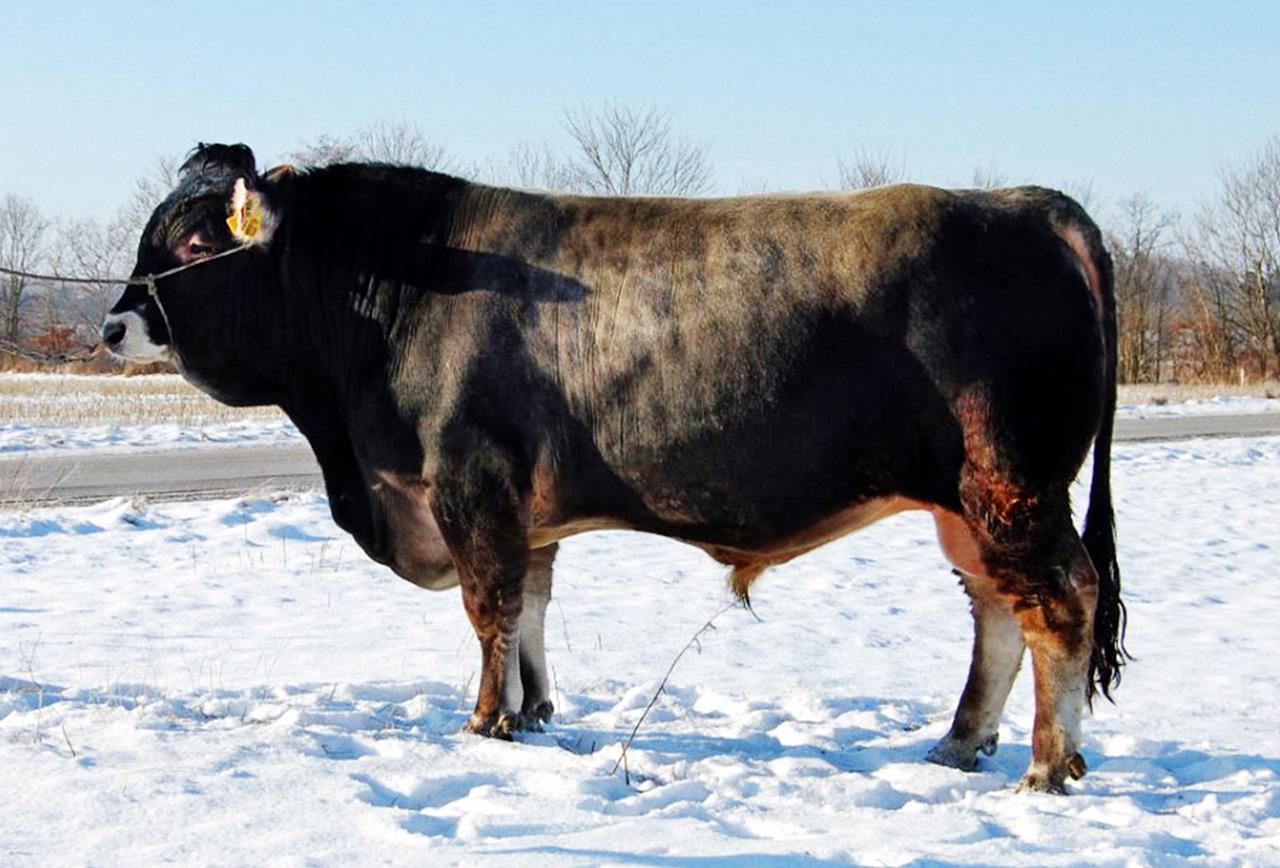 Frederik 53035 Srgb Web