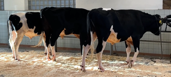 VH Gilmore, VH Maestro Og VH Saffron Topper Et Af Tidens Allerhotteste Indekser