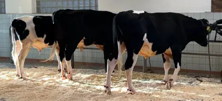 VH Gilmore, VH Maestro Og VH Saffron Topper Et Af Tidens Allerhotteste Indekser