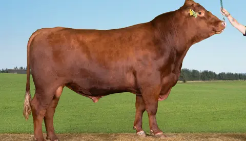VB Redbuck 7338000477 (1)