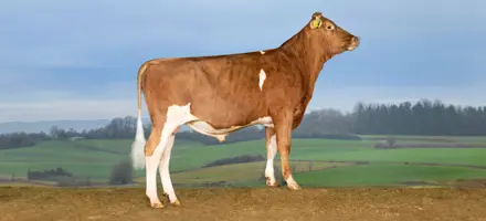 VR Upbeatp (VR Umega P) I Naturlige Omgivelser