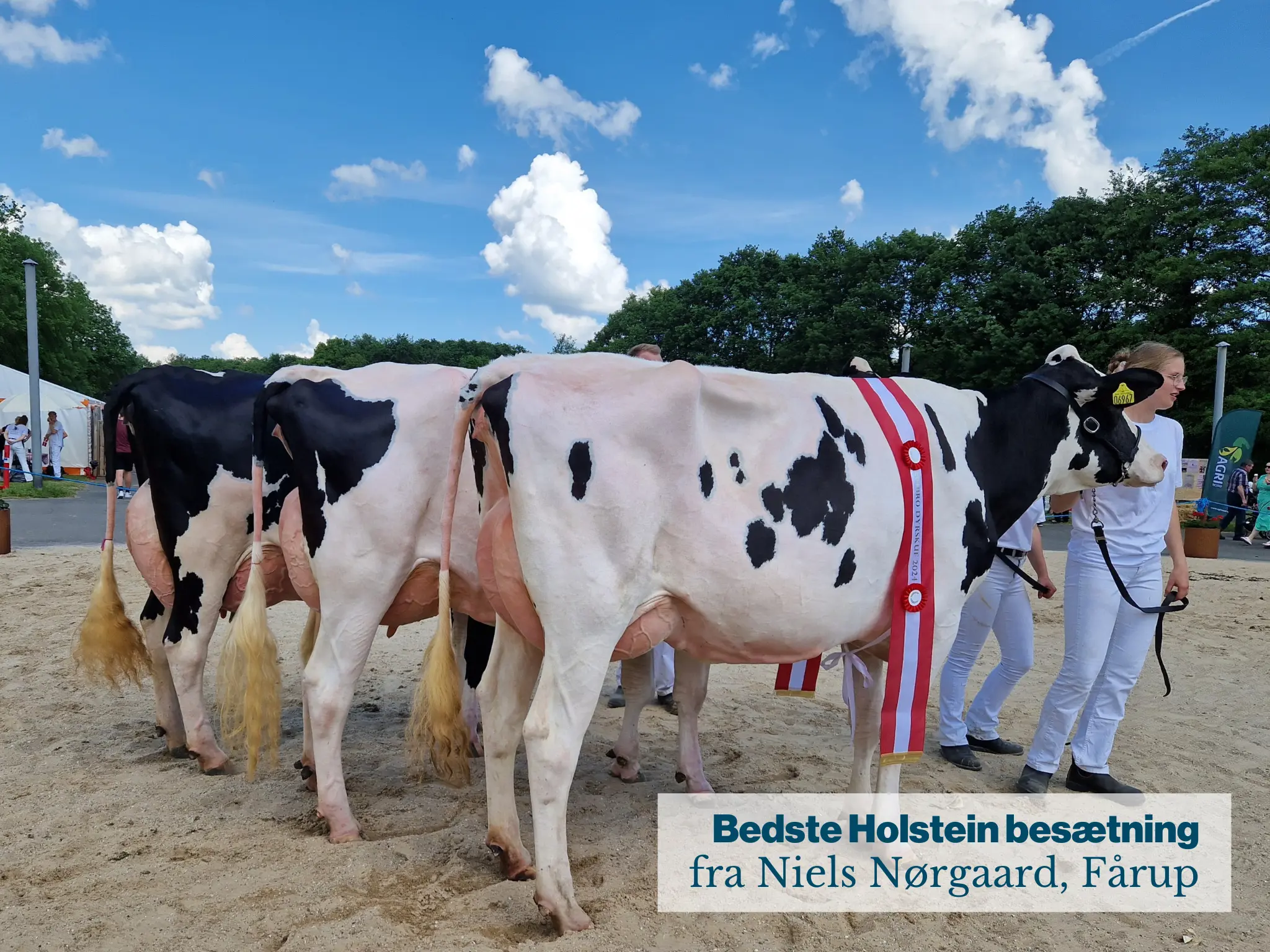 Bedste Holstein Besætning Fra Niels Nørgaard, Fårup