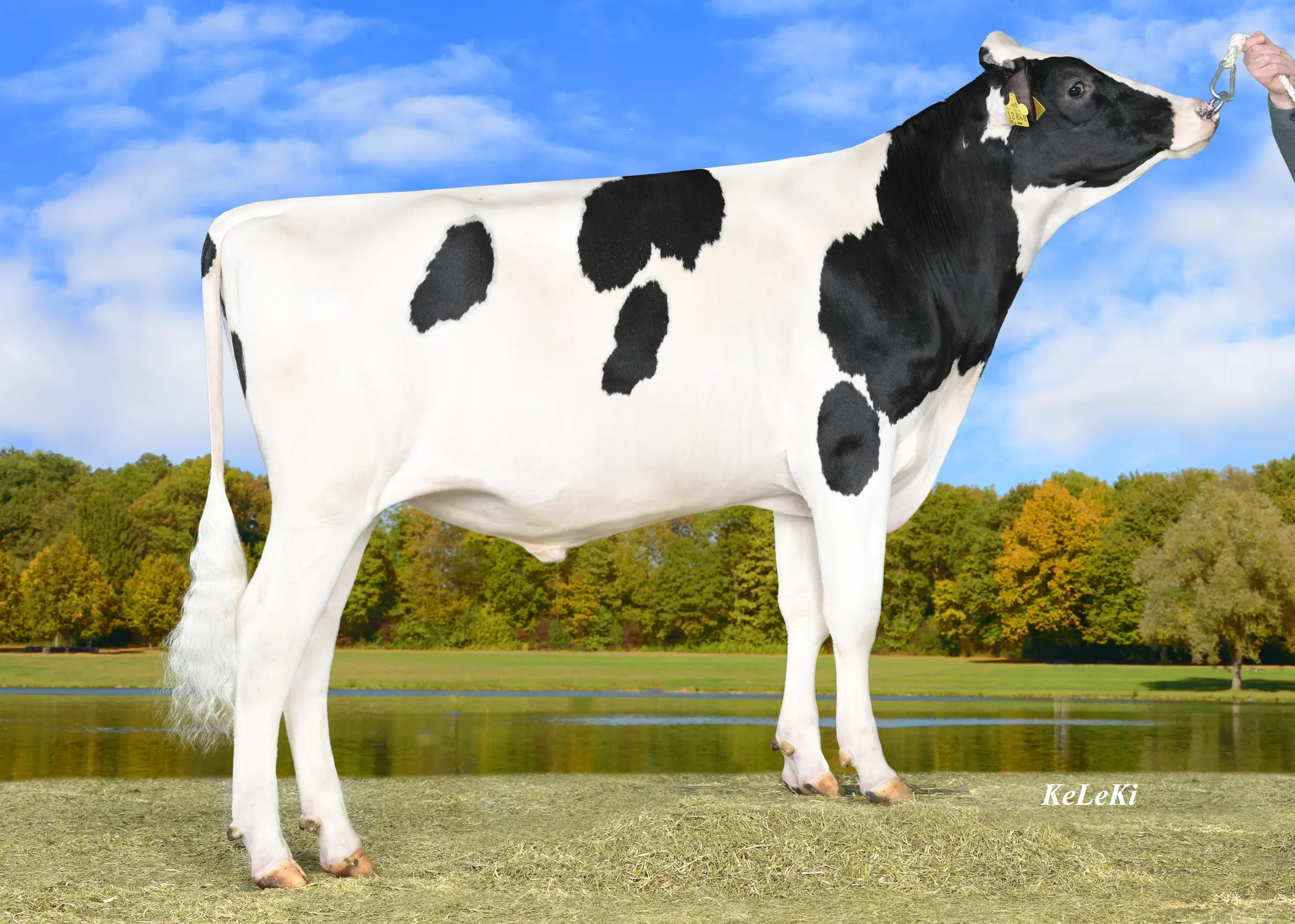 LOM 833375 Skyboy 69549 High