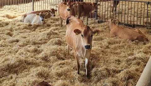 Livestock Reference