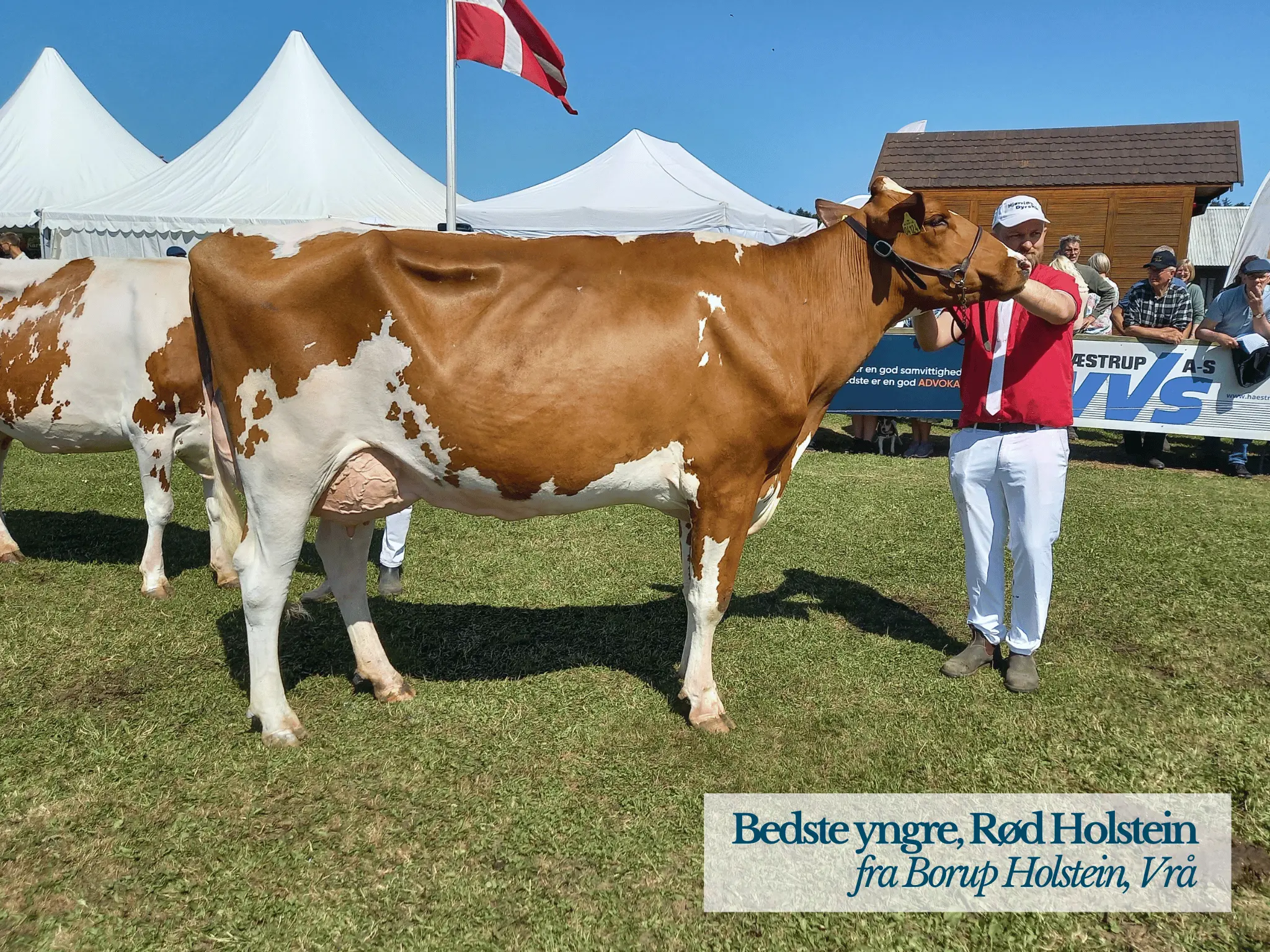 Bedste Yngre Rød Holstein, Hjørring Dyrskue