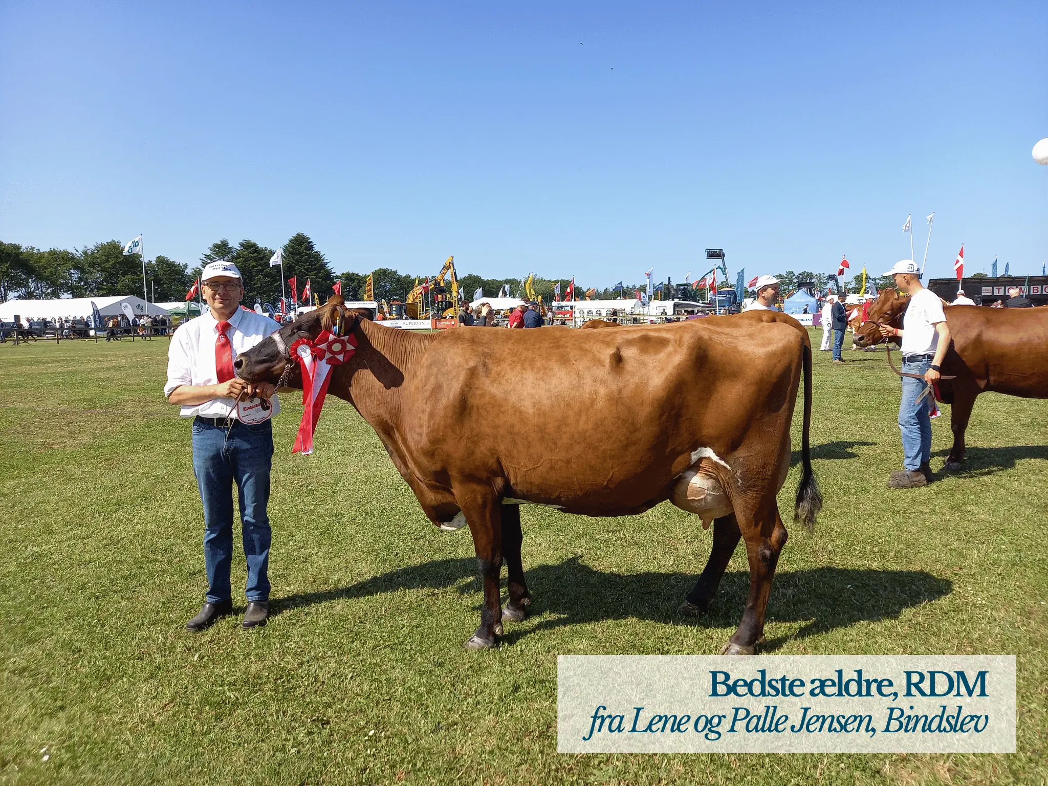 Bedste Ældre RDM, Hjørring Dyrskue