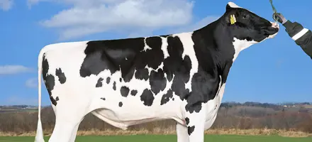 VH Harry P (Hotspot P) Tilrettet