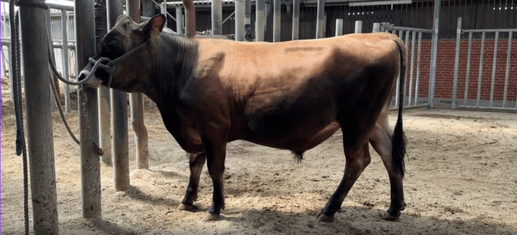 VJ Spinner I Stalden