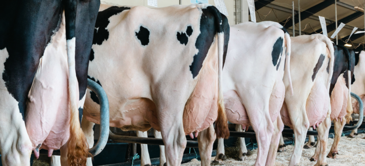 Holsteinkøer Fra Årsmøde