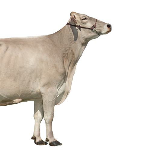 GLENA FR4811035085 (GLENN) Gaec Garrigues Brast Savy Classique HD4