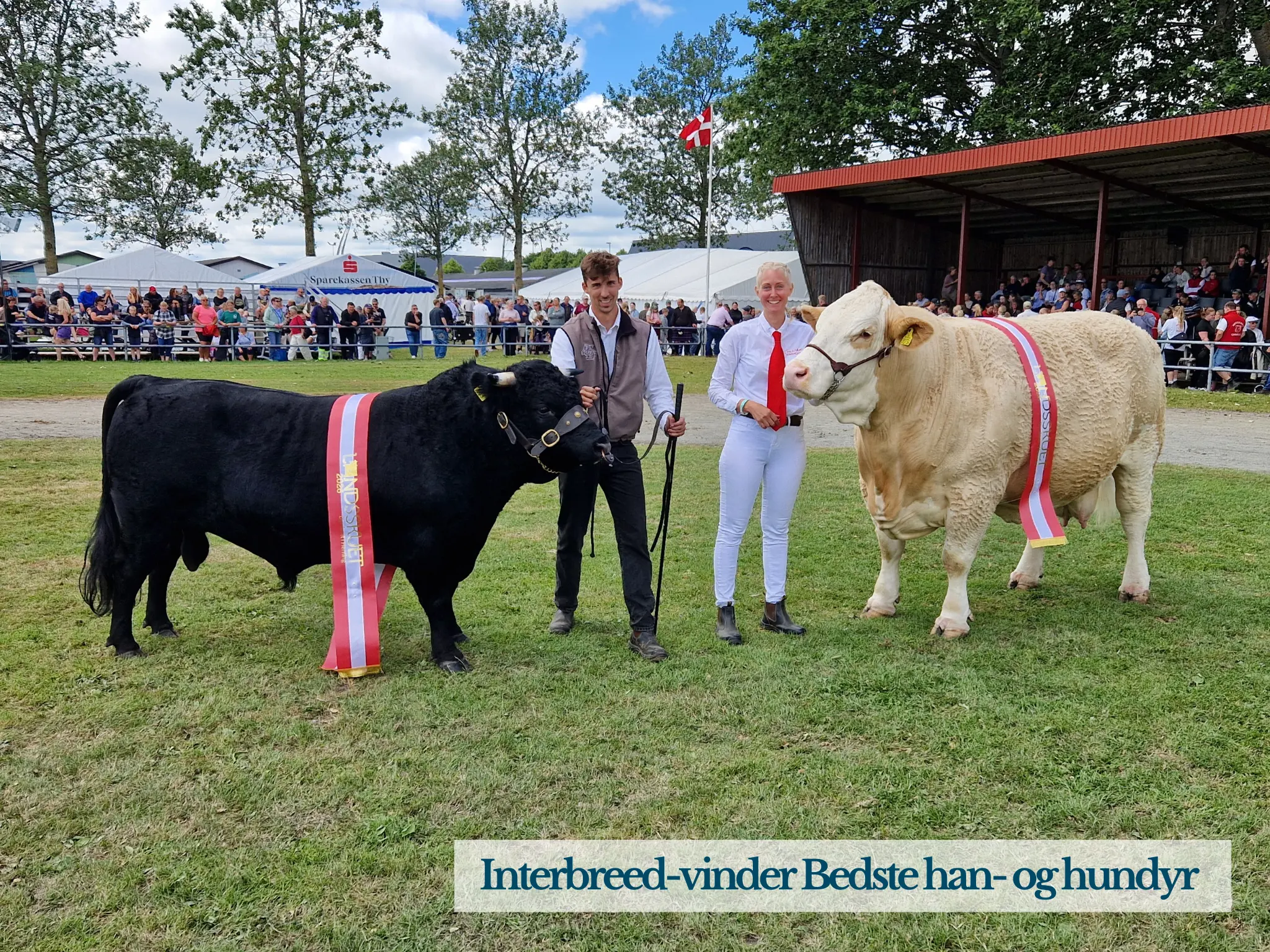 Interbreed Vinder Hun Og Handyr På Landskuet 2026